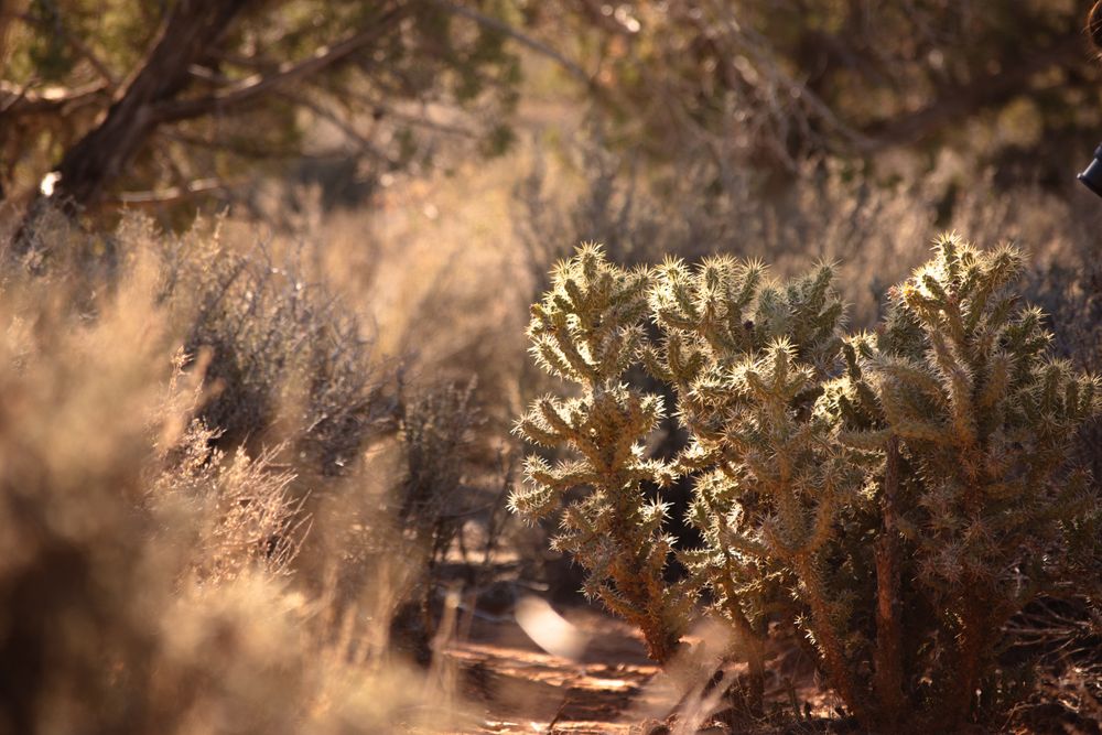 Cholla cactus in the St. George desert